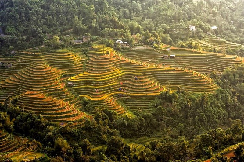 Ruộng bậc thang Nậm Ty